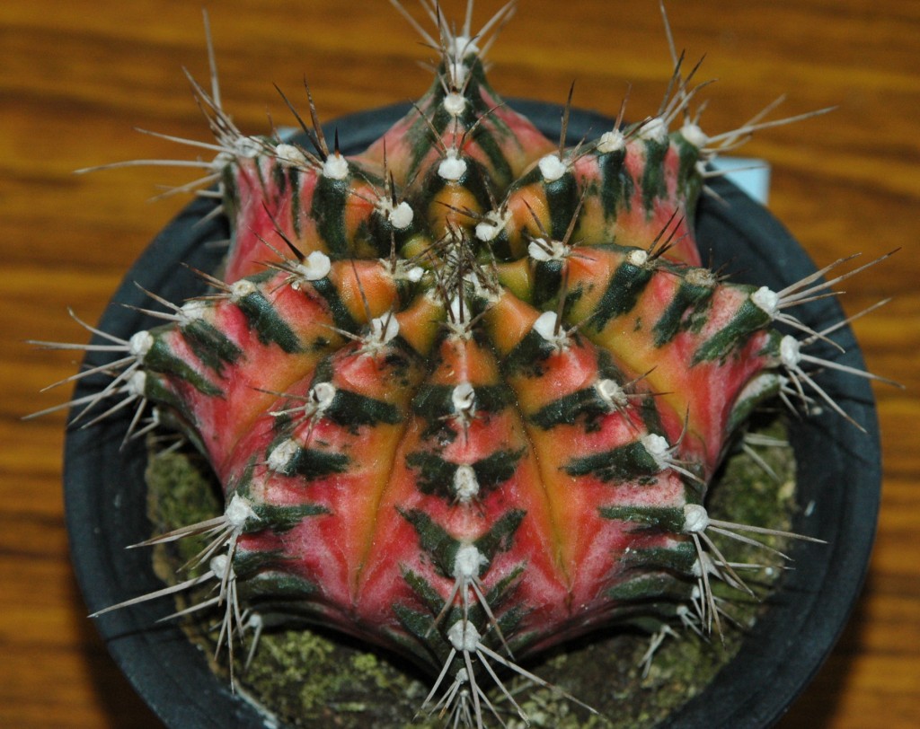 按此在新視窗瀏覽圖片