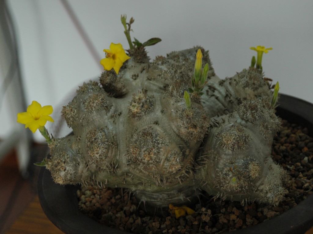 按此在新視窗瀏覽圖片