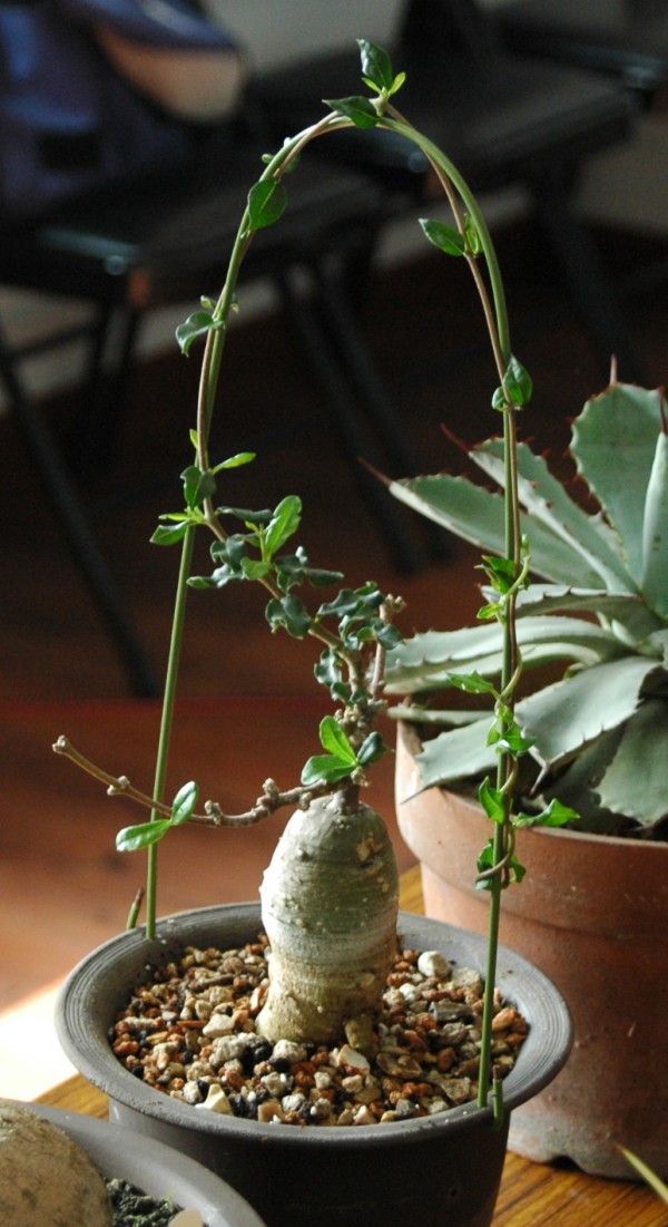 按此在新視窗瀏覽圖片