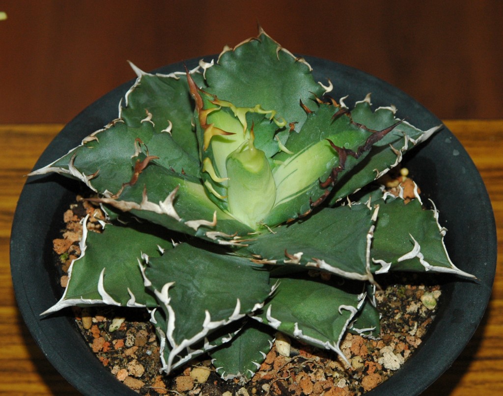 按此在新視窗瀏覽圖片