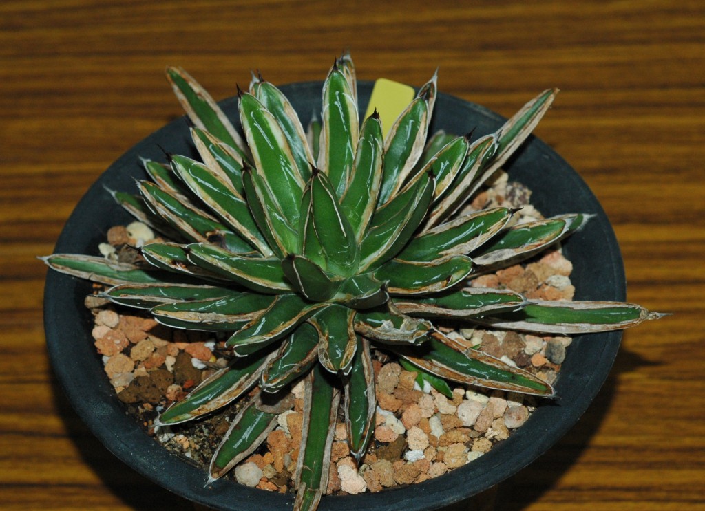 按此在新視窗瀏覽圖片