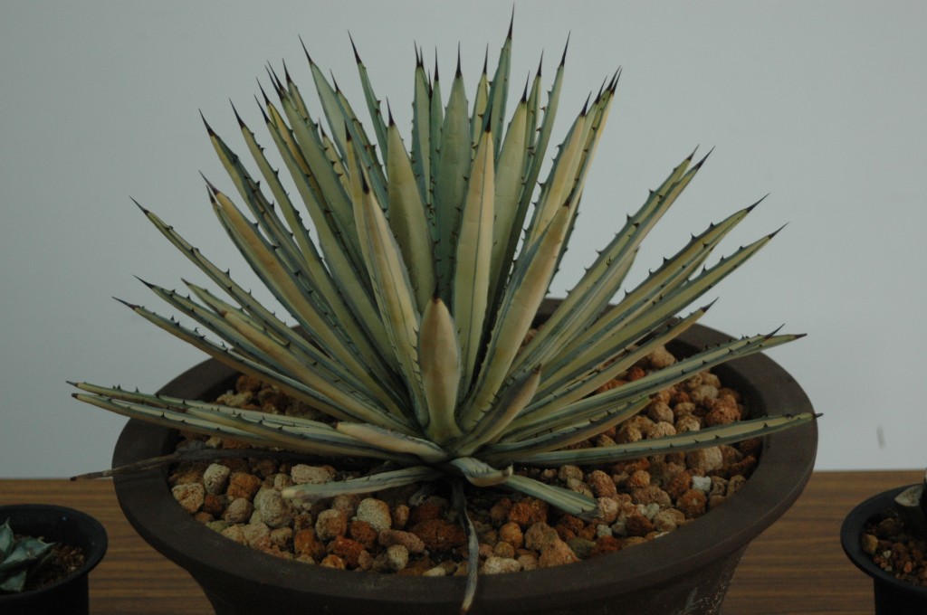 按此在新視窗瀏覽圖片