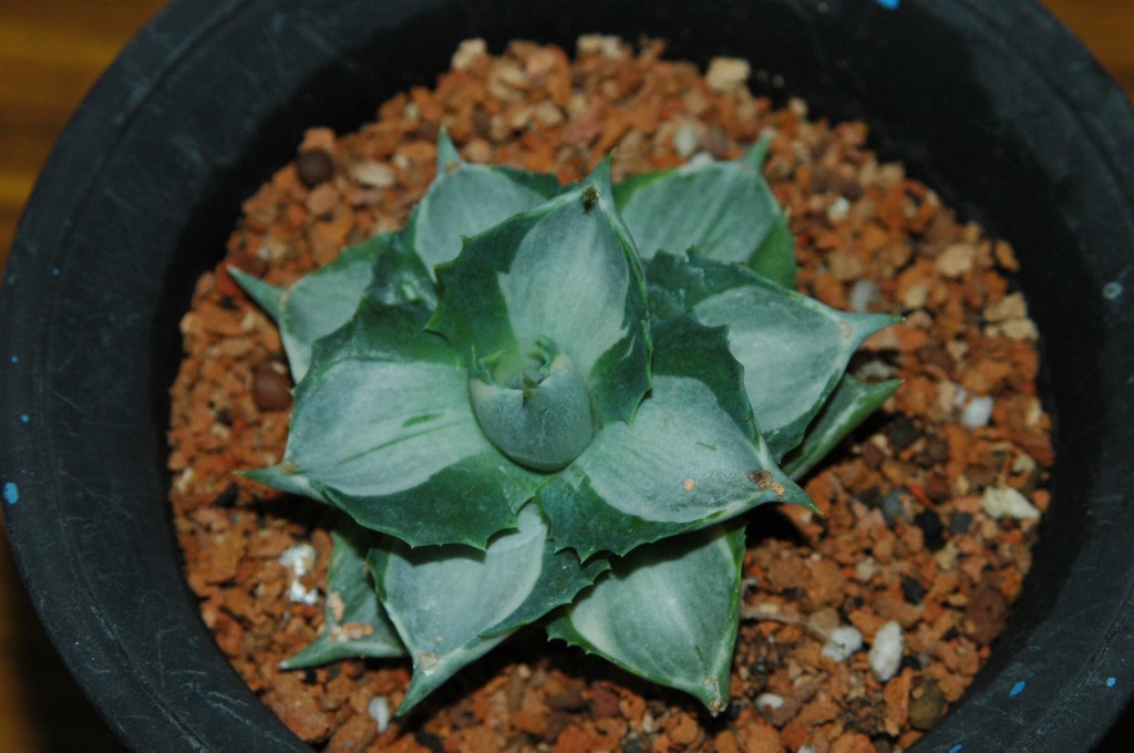 按此在新視窗瀏覽圖片