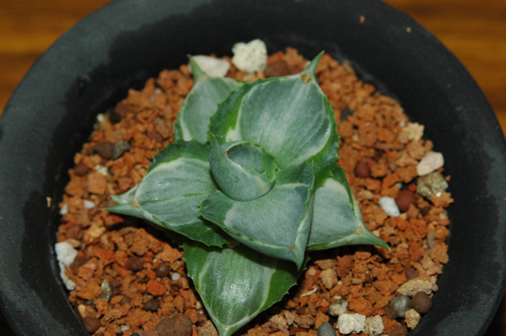 按此在新視窗瀏覽圖片