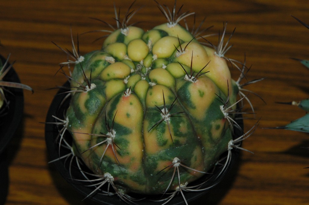 按此在新視窗瀏覽圖片