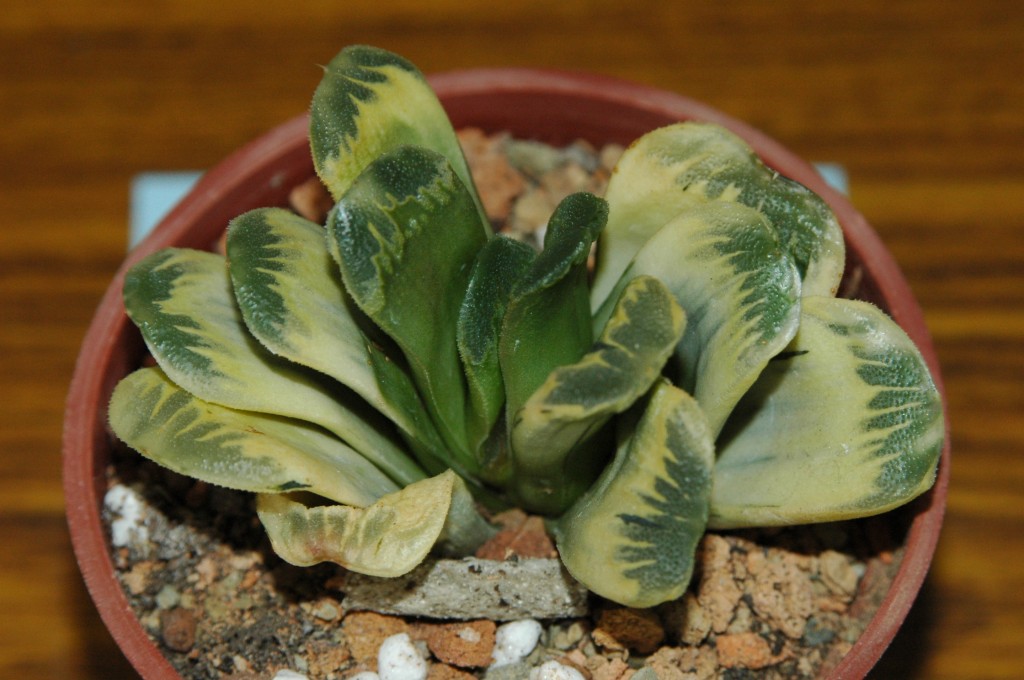 按此在新視窗瀏覽圖片