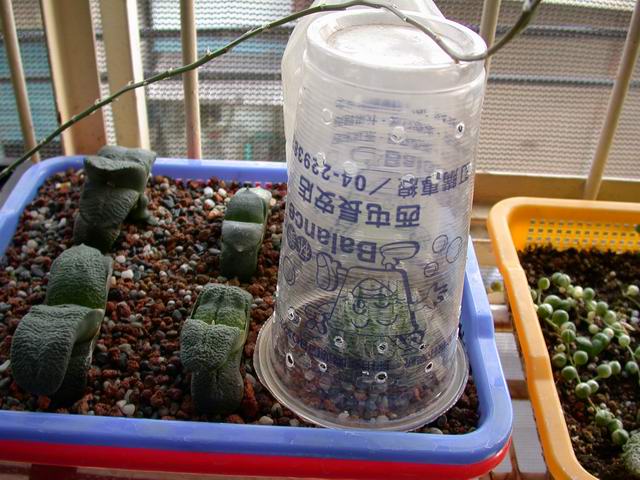 按此在新視窗瀏覽圖片