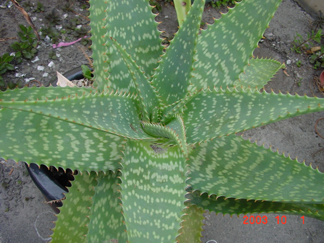 «ö¦¹¦b·sµøµ¡ÂsÄý¹Ï¤ù