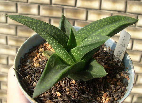 按此在新視窗瀏覽圖片