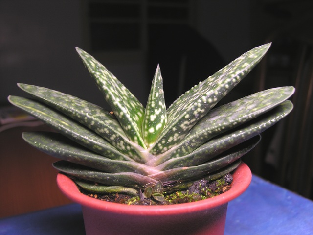 按此在新視窗瀏覽圖片