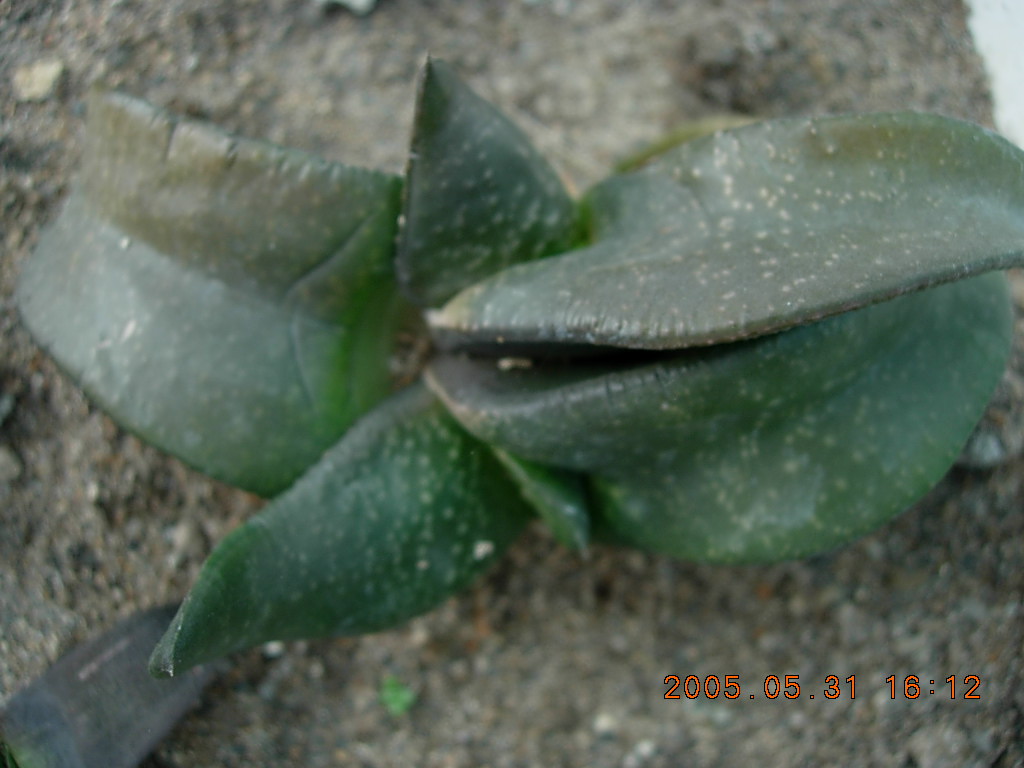 按此在新視窗瀏覽圖片