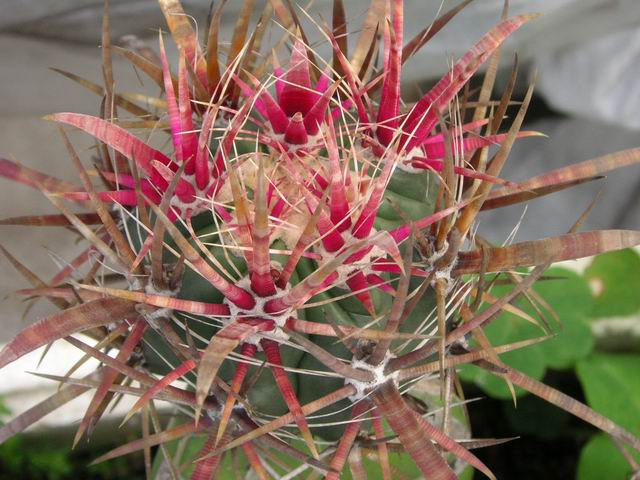 «ö¦¹¦b·sµøµ¡ÂsÄý¹Ï¤ù