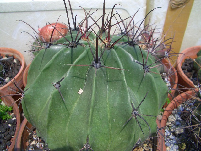 «ö¦¹¦b·sµøµ¡ÂsÄý¹Ï¤ù