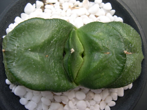 «ö¦¹¦b·sµøµ¡ÂsÄý¹Ï¤ù