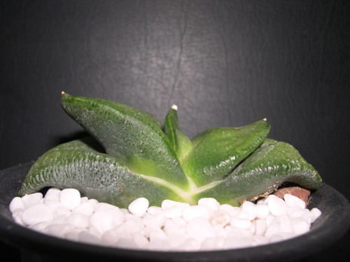 «ö¦¹¦b·sµøµ¡ÂsÄý¹Ï¤ù