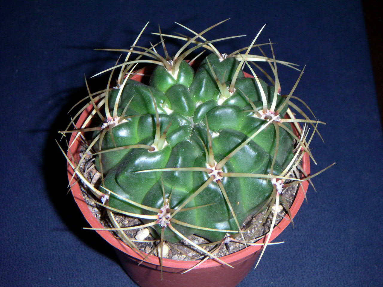 «ö¦¹¦b·sµøµ¡ÂsÄý¹Ï¤ù