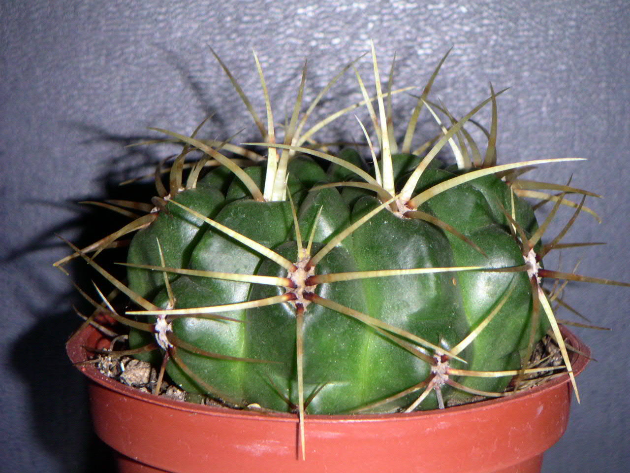 «ö¦¹¦b·sµøµ¡ÂsÄý¹Ï¤ù