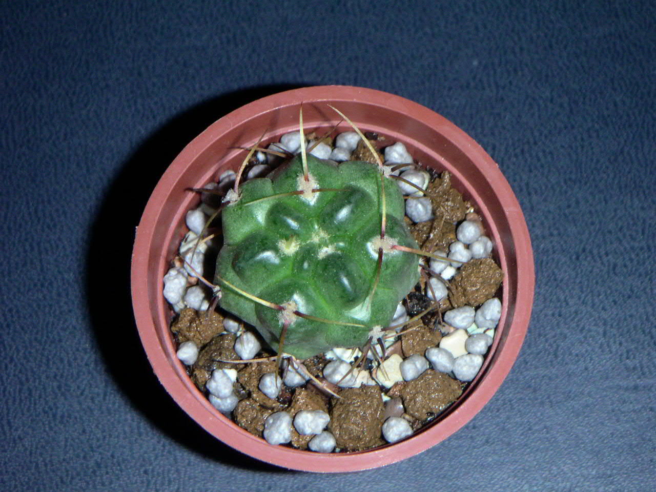 «ö¦¹¦b·sµøµ¡ÂsÄý¹Ï¤ù