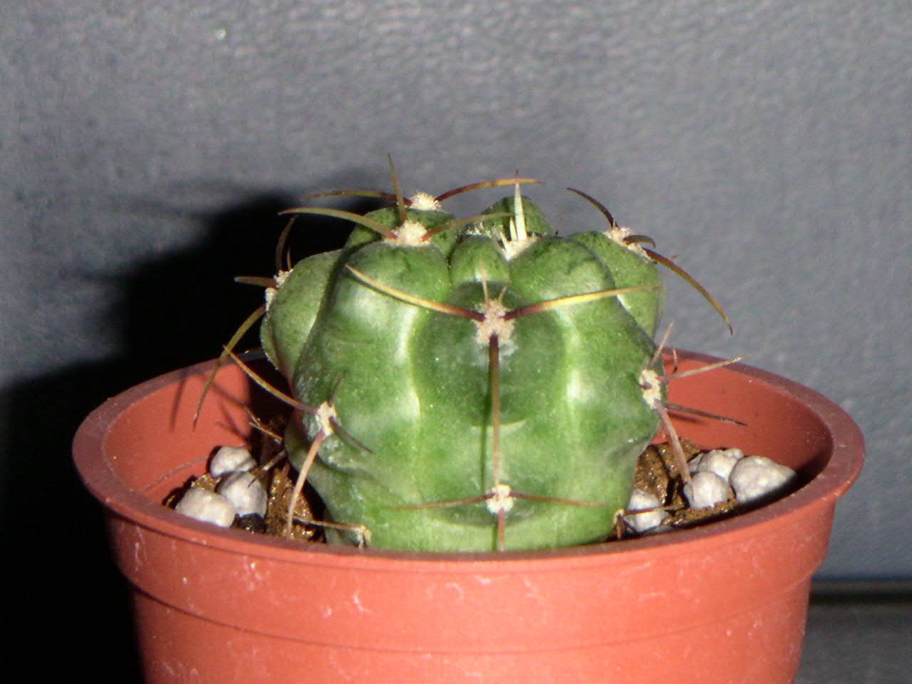 «ö¦¹¦b·sµøµ¡ÂsÄý¹Ï¤ù