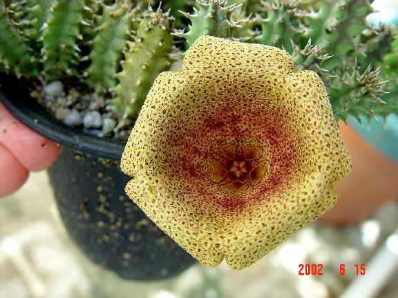 按此在新視窗瀏覽圖片