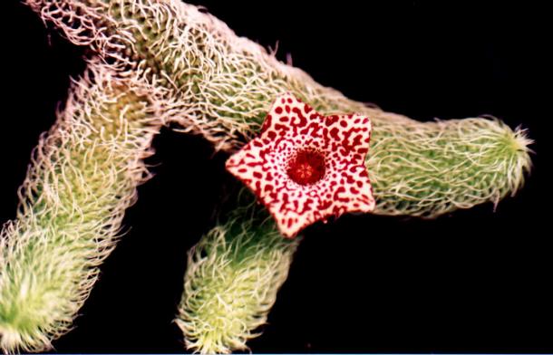 按此在新視窗瀏覽圖片