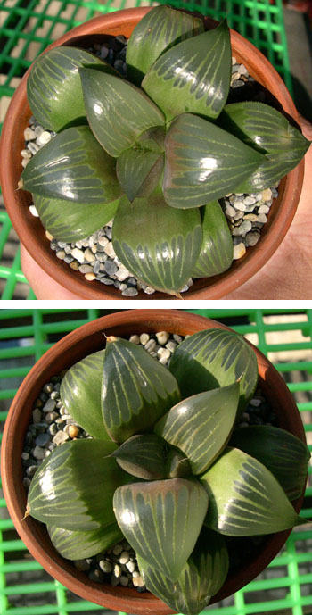 按此在新視窗瀏覽圖片