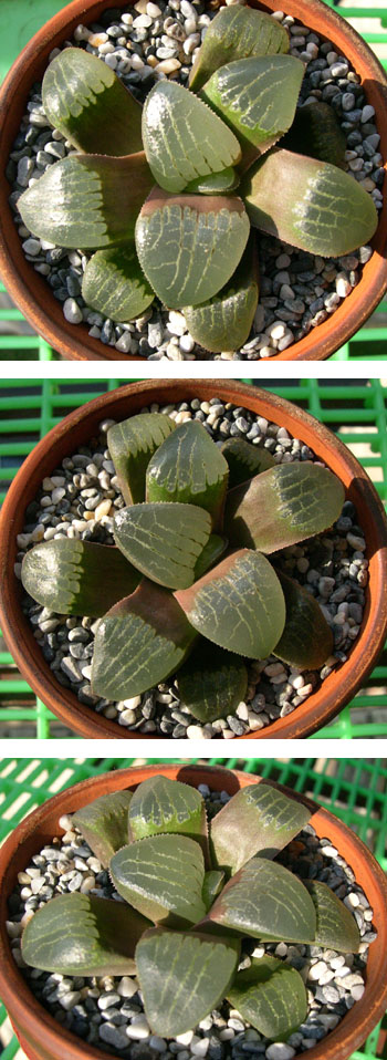 按此在新視窗瀏覽圖片