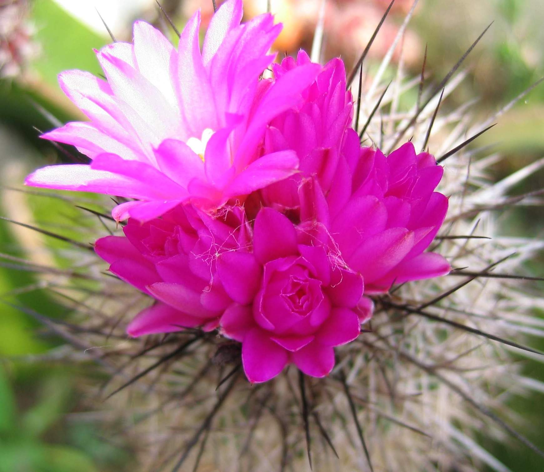 按此在新視窗瀏覽圖片