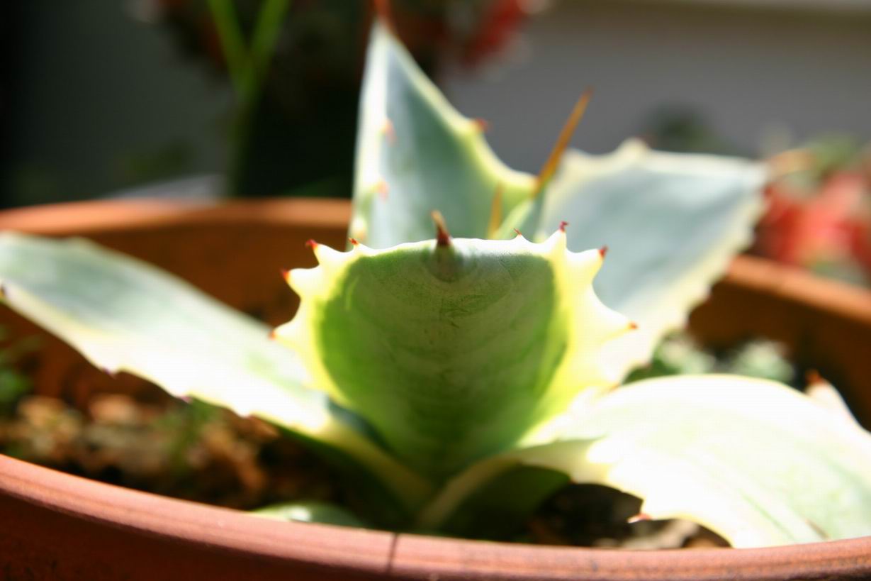 按此在新視窗瀏覽圖片