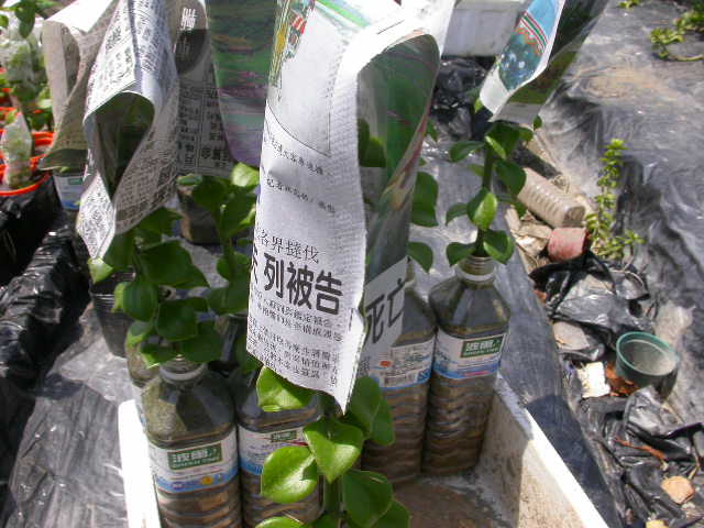 按此在新視窗瀏覽圖片