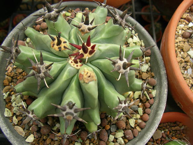 按此在新視窗瀏覽圖片