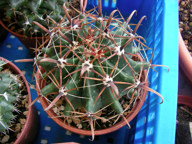 按此在新視窗瀏覽圖片