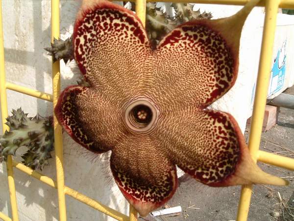 按此在新視窗瀏覽圖片