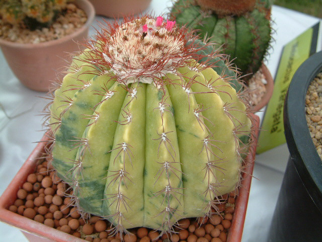 按此在新視窗瀏覽圖片