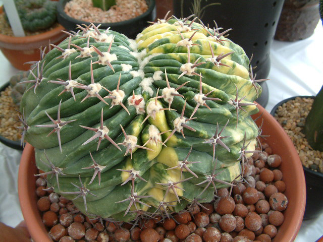 按此在新視窗瀏覽圖片