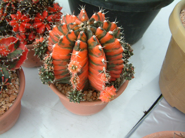 按此在新視窗瀏覽圖片