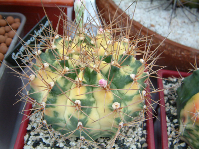 按此在新視窗瀏覽圖片