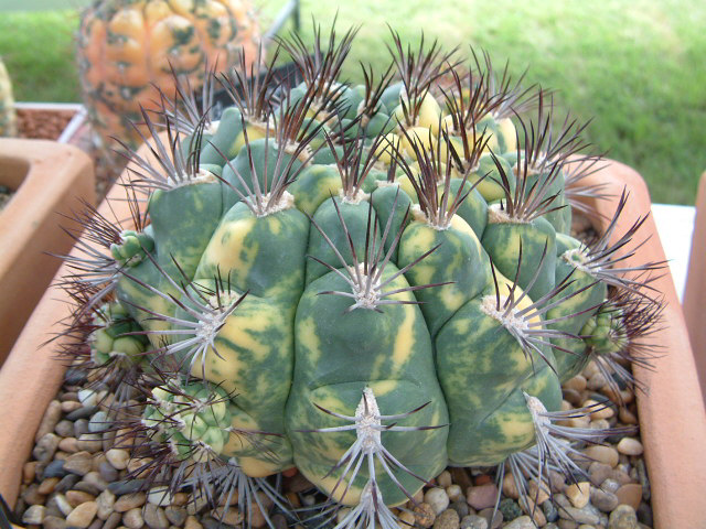 按此在新視窗瀏覽圖片