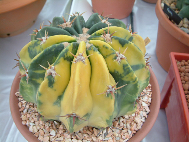 按此在新視窗瀏覽圖片