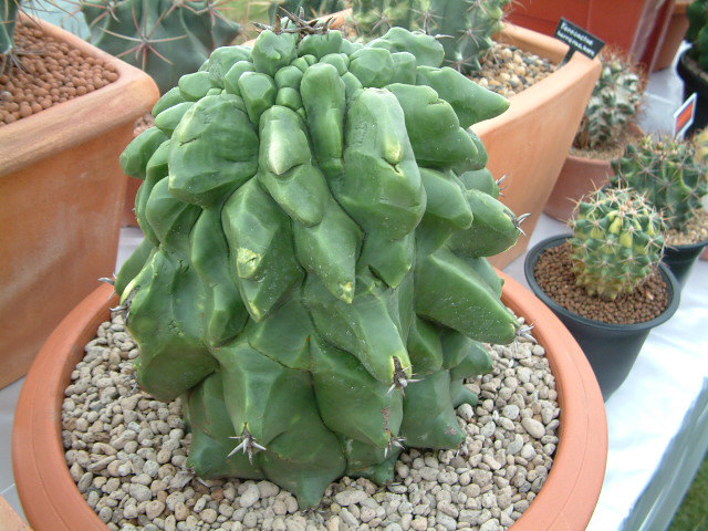 按此在新視窗瀏覽圖片