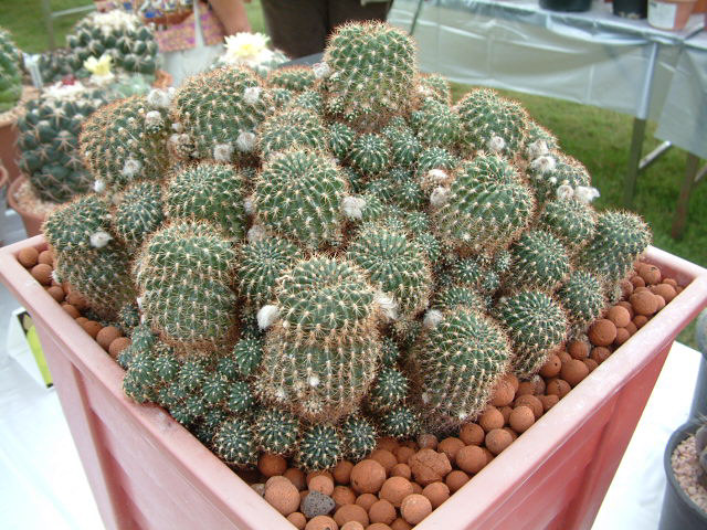 按此在新視窗瀏覽圖片