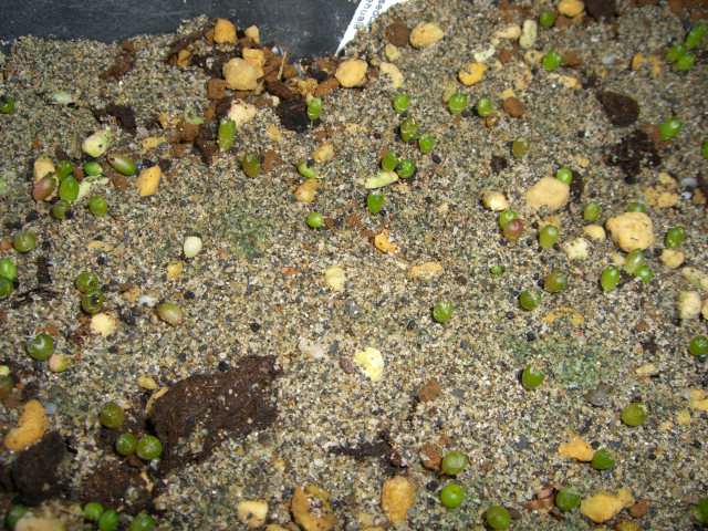 «ö¦¹¦b·sµøµ¡ÂsÄý¹Ï¤ù