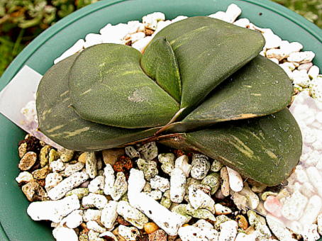 «ö¦¹¦b·sµøµ¡ÂsÄý¹Ï¤ù