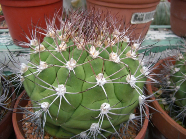 «ö¦¹¦b·sµøµ¡ÂsÄý¹Ï¤ù