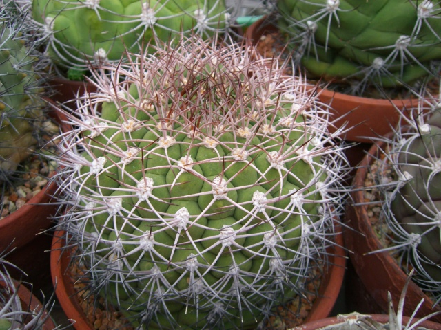 «ö¦¹¦b·sµøµ¡ÂsÄý¹Ï¤ù