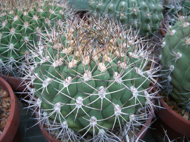 «ö¦¹¦b·sµøµ¡ÂsÄý¹Ï¤ù