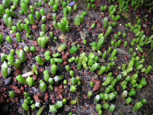 «ö¦¹¦b·sµøµ¡ÂsÄý¹Ï¤ù