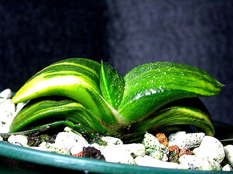 «ö¦¹¦b·sµøµ¡ÂsÄý¹Ï¤ù