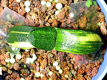 «ö¦¹¦b·sµøµ¡ÂsÄý¹Ï¤ù