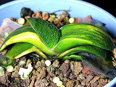 «ö¦¹¦b·sµøµ¡ÂsÄý¹Ï¤ù